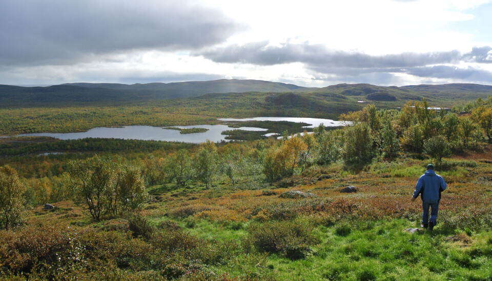 Forsker Tore Flatlandsmo Berglen på mosesanking ved Korpfjellet i Øst-Finnmark. Området som sees i bakgrunnen er russisk territorium. Forsker Tore Flatlandsmo Berglen på mosesanking ved Korpfjellet i Øst-Finnmark.