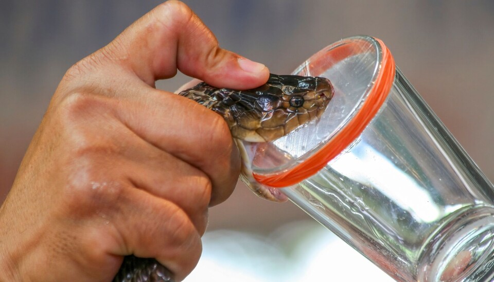 Å melke gift fra en slange er en farlig jobb. Nærbilde av en hånd som holder hodet til en slange over kanten på et glass. Glasset er dekket med plastfolie og tennene skjærer gjennom folien.