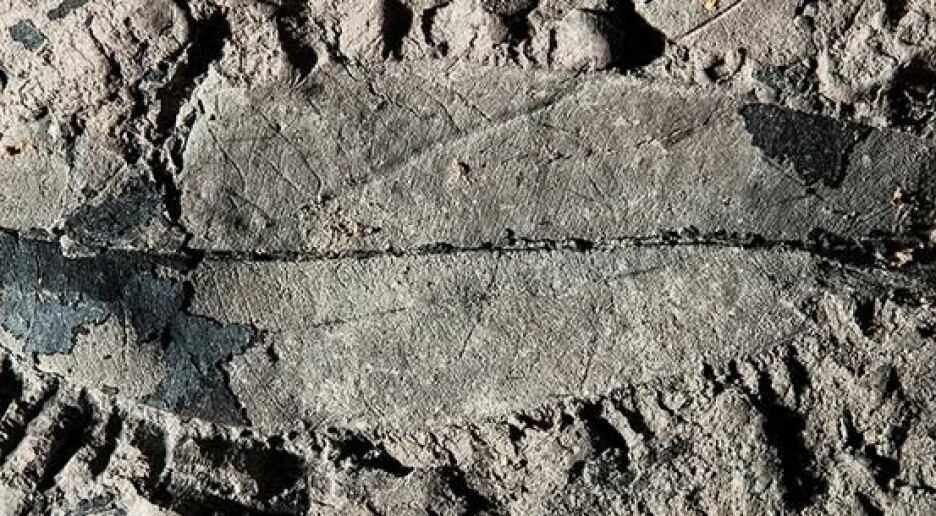 Fant 2 millioner år gammelt fossil fra tropisk treslag som fortsatt lever