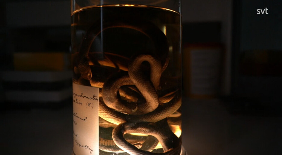 Forskarar granskar no fleire hundre år gamle slangar på jakt etter dødeleg sjukdom