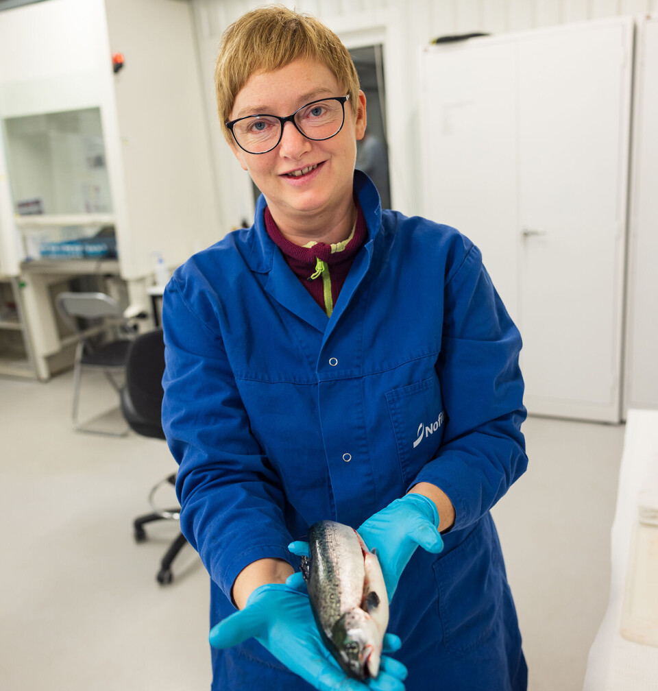 Trine Ytrestøyl har forsket på laks og hva stress kombinert med ulike fôr gjør med rødfargen. Fisken på bildet var ikke en del av forskningen. Trine Ytrestøyl viser en fisk - som ikke en del av forskningen.