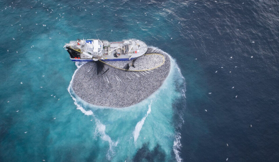 This fishing boat has an abundant catch in its net. Buagrunnen, Møre, 2019.