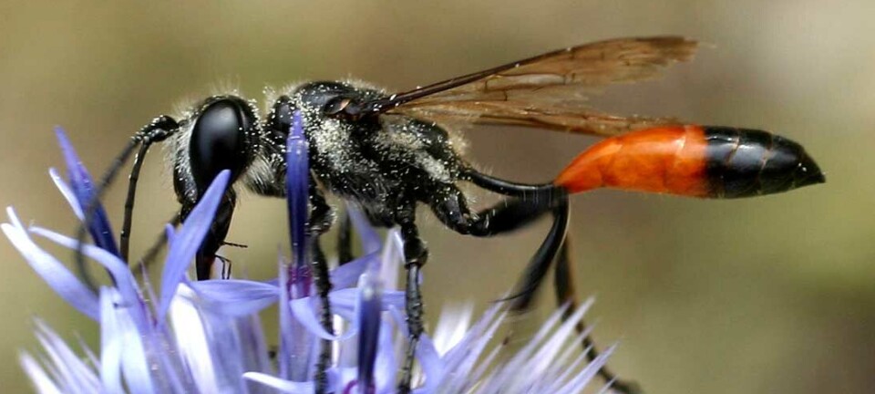 – Det er utrolig at en så liten hjerne kan gjøre noe så avansert