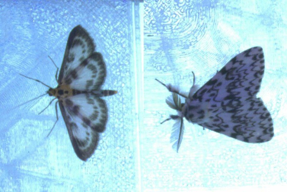 nesleengmott (Anania hortulata) og barskognonne (Lymanthia monacha). Sommerfugler
