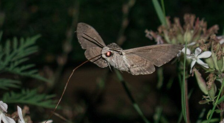 Ny teknologi kan lære oss mer om nattaktive sommerfugler