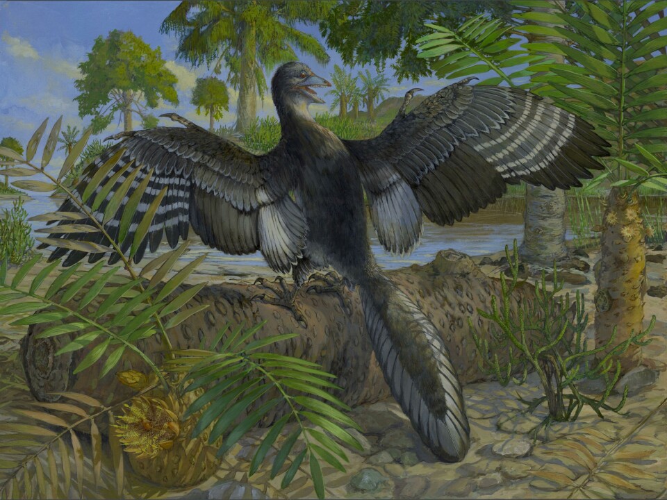 Illustrasjon av Archaeopteryx og fjærdrakten på vingene.