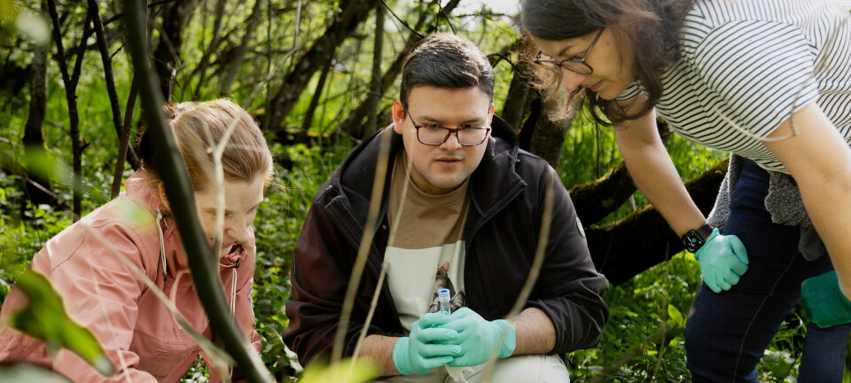 Derfor ønsker forskerne å finne gammel plast i denne norske skogen