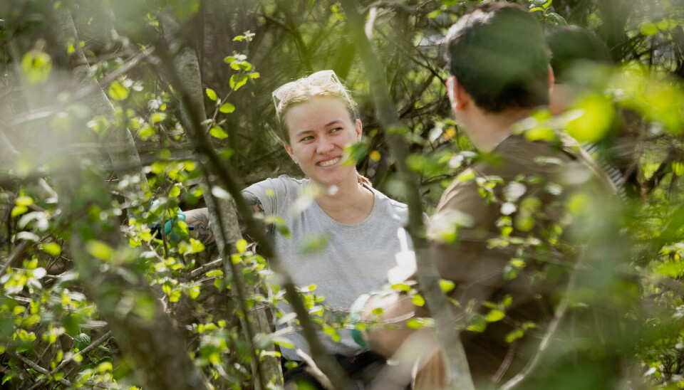 Ronja Marlonsdotter Sandholm leter etter gammel plast i tett sumpskog i naturreservatet Ronja Marlonsdotter Sandholm leter etter gammel plast i tett sumpskog i naturreservatet