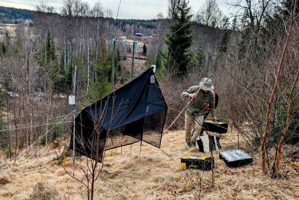 De første insektfellene ble satt ut på allerede før påske. Snart vil alle feller være ute fra Agder i sør til Finnmark i nord. Insektsnett og forskere