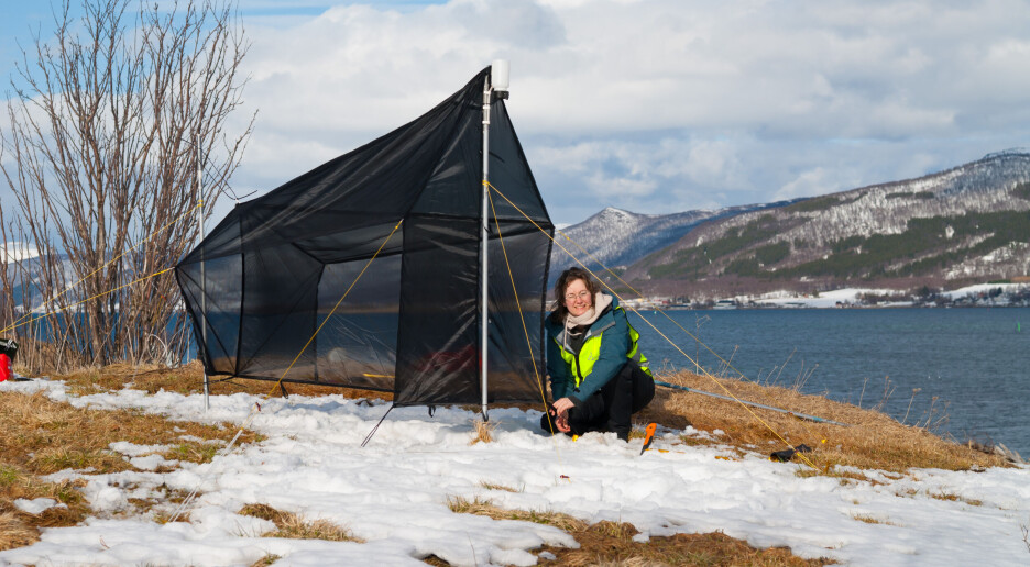 Hvordan står det egentlig til med insektene i Norge?