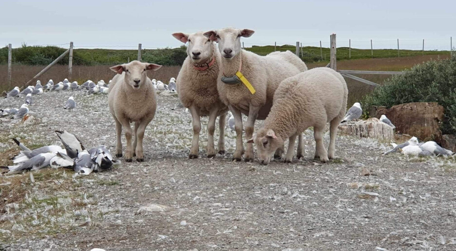 Forskning viser at sau i Finnmark har hatt fugleinfluensa