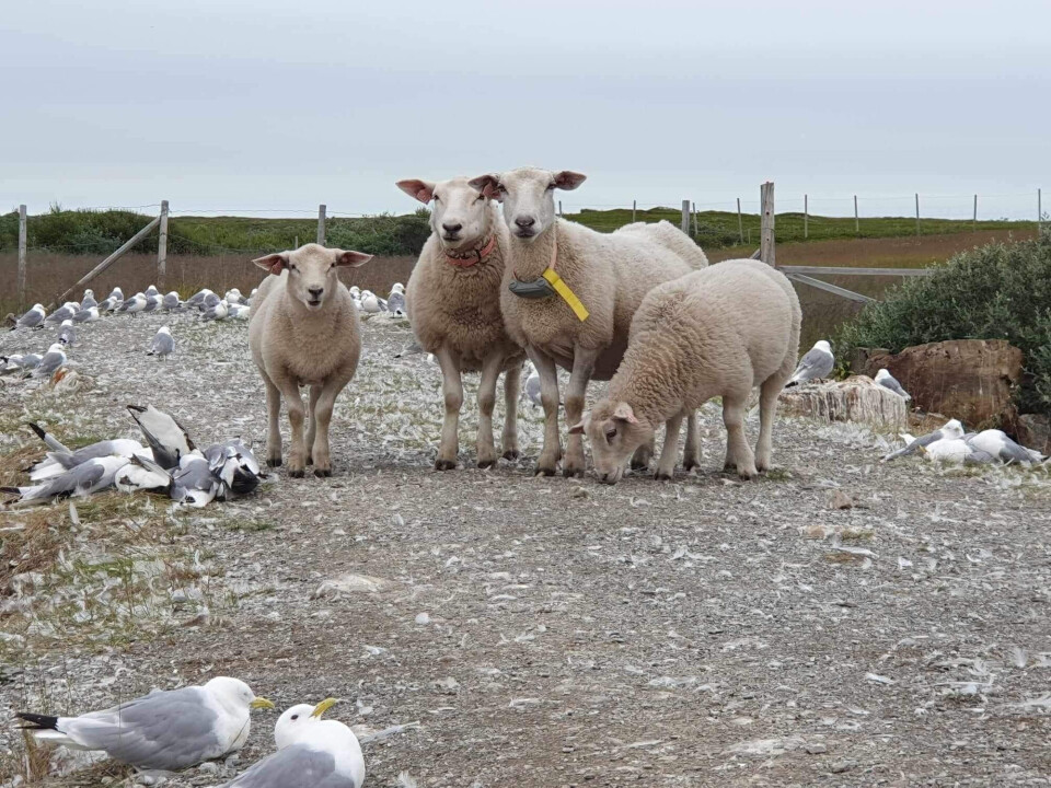 En sau som beitet blant døde og syke krykkjer under det store fugleinfluensautbruddet i Finnmark i 2023, har fått påvist antistoffer mot viruset.