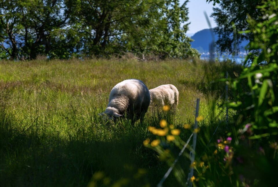 Hvem skal definere hva som er god dyrevelferd? Sauer i naturen