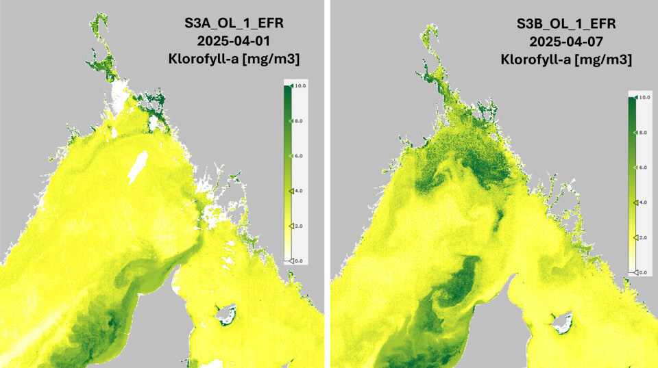 Satellittbilder fra 1. april (til venstre) viser algeoppblomstringen som en grønn, giftig tunge langs vestkysten av Danmark. Noen dager senere (bildet til høyre) har algene forflyttet seg nordøstover, opp langs svenskekysten og mot inngangen av Oslofjorden. NB! Den grønne «skyen» ved inngangen til Oslofjorden fra 7. april inneholder trolig også andre typer alger. Kart