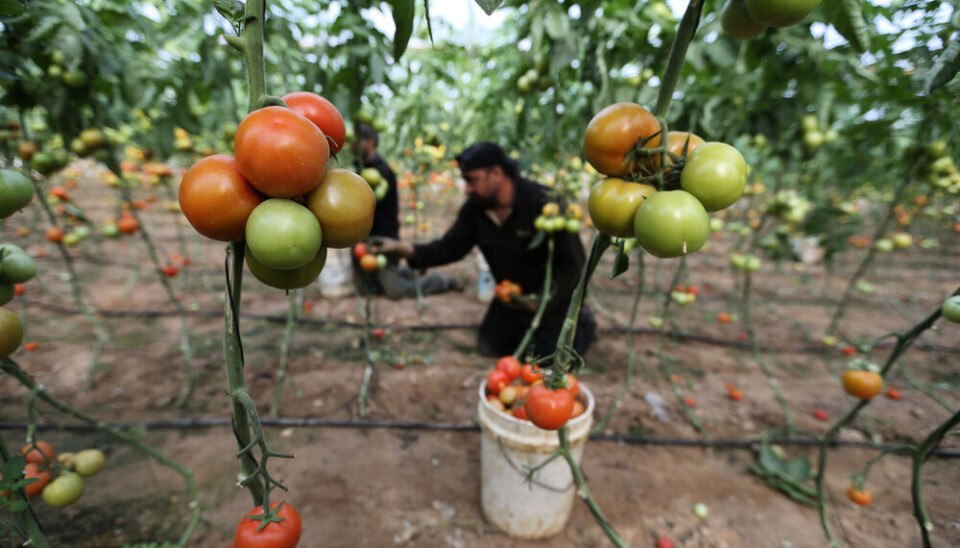Midtøsten er en fruktbar del av verden. Her ser vi palestinske tomatdyrkere.