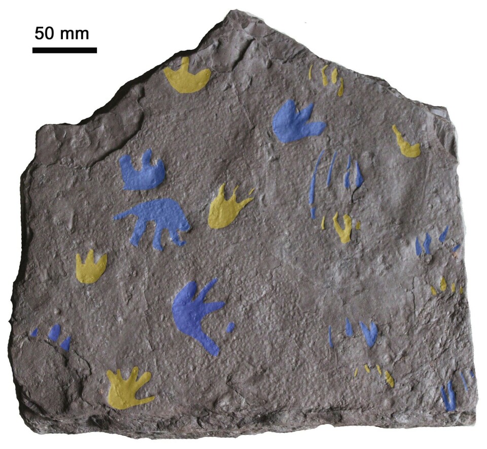 Dette bildet viser en sandsteinsplate med fossilfotavtrykk fra et reptillignende dyr som levde for omtrent 350 millioner år siden. Fotavtrykkene, som ble funnet nær Melbourne i Australia, er fremhevet i gult (forføtter) og blått (bakføtter) og viser bevegelsene til tre lignende dyr, ifølge forskerne. Dette bildet viser en sandsteinsplate med fossilfotavtrykk fra et reptillignende dyr som levde for omtrent 350 millioner år siden.