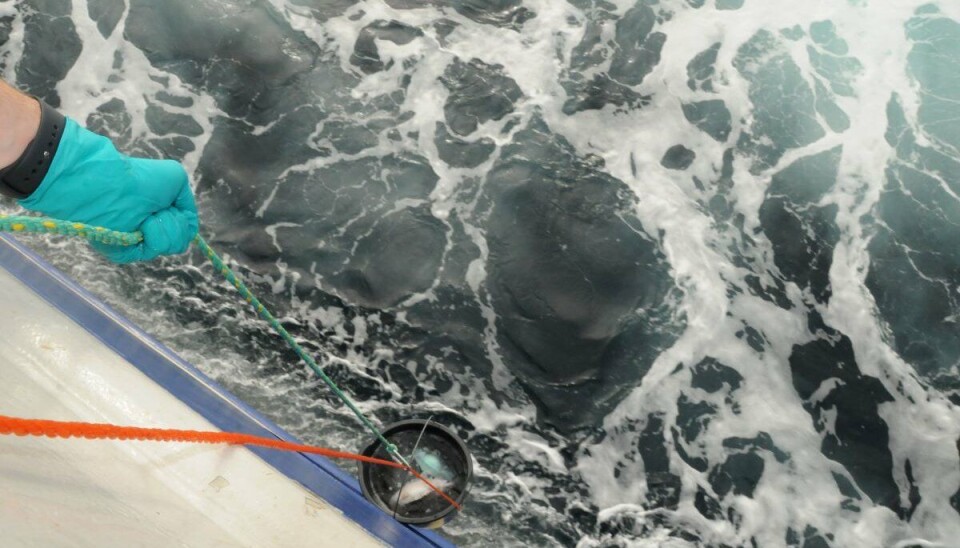 Genialt enkel bøttemetode for skånsamt utslepp av merkt fisk frå høgda.