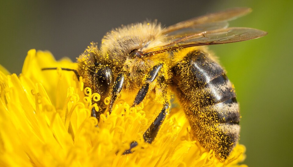 Nasjonal overvåking av insekter i Norge ved forskningsinstituttet NINA har så langt regnet ut en nedgang i mengden insekter i Norge på cirka 14 prosent årlig i perioden 2020–2023.