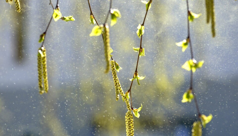 Pollen kan spres i luften, og da kan den komme i kontakt med oss. Pollen drysser fra blomstrende bjørk.