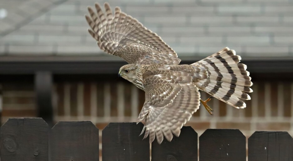 Slik brukte hauken trafikklys