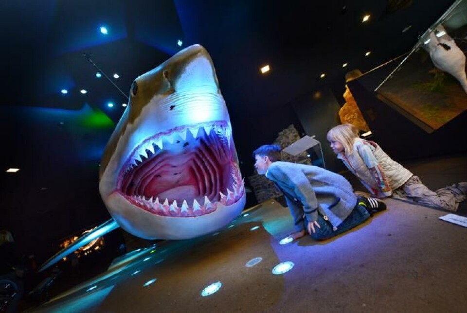 Ingen vet hvordan megalodon så ut. Men vi vet at den var diger. Denne modellen står på et museum.