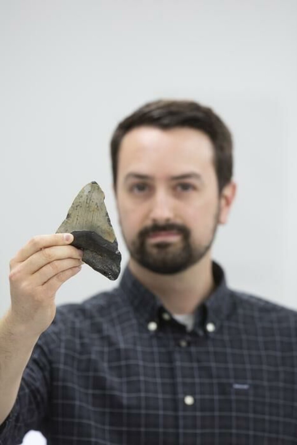 Tennene til megalodon var på størrelse med en voksens hånd.