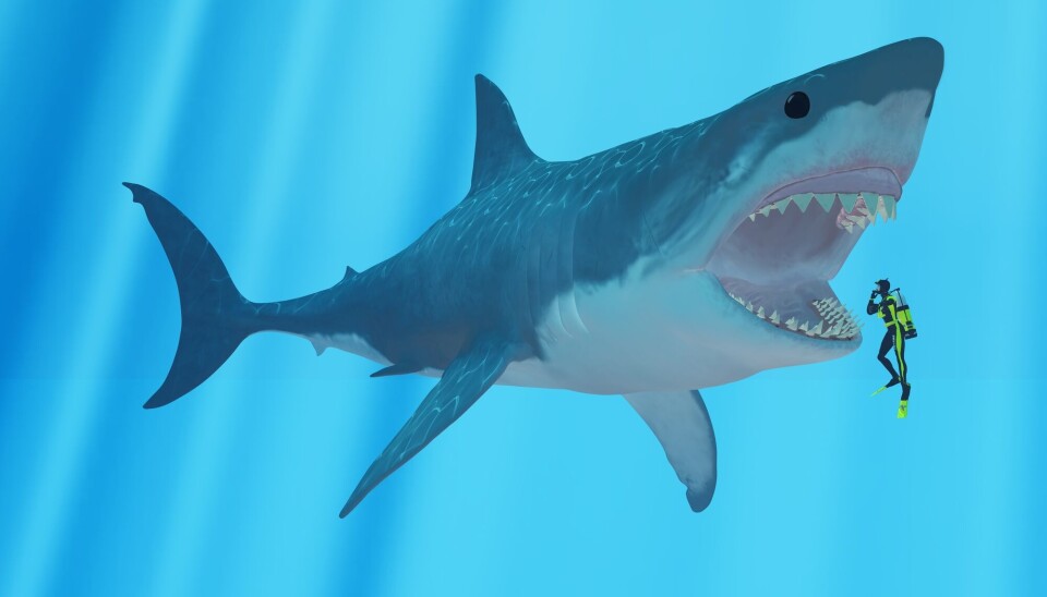 Slik ser en kunstner for seg størrelsesforskjellen på en megalodon og en dykker.