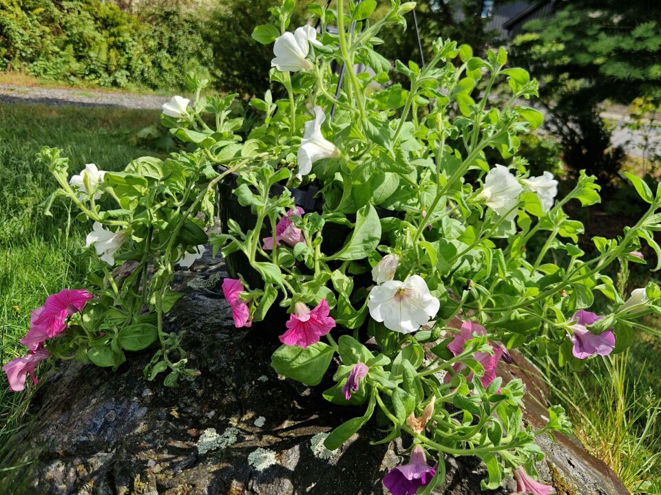 Ampelen med petunia ble kjøpt for tre år siden. Blomstene varer bare i én sommer, men jorda kan brukes i flere år. Petunia i krukke.