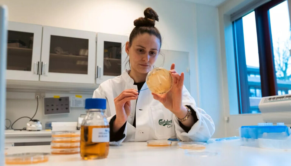 Carlsberg Laboratorium har rundt 100 forskere som utvikler nye øl, blant annet ved å finne frem til nye gjærtyper som ikke produserer alkohol under gjæring. Kvinne med mørkt hår stramt dratt bakover i en høy topp på hodet og iført hvit frakk sitter ved et bord i et laboratorium. Hun stikker en pinne inn i en petriskål - en gjennomsiktig, rund, lav beholder - som hun holder.