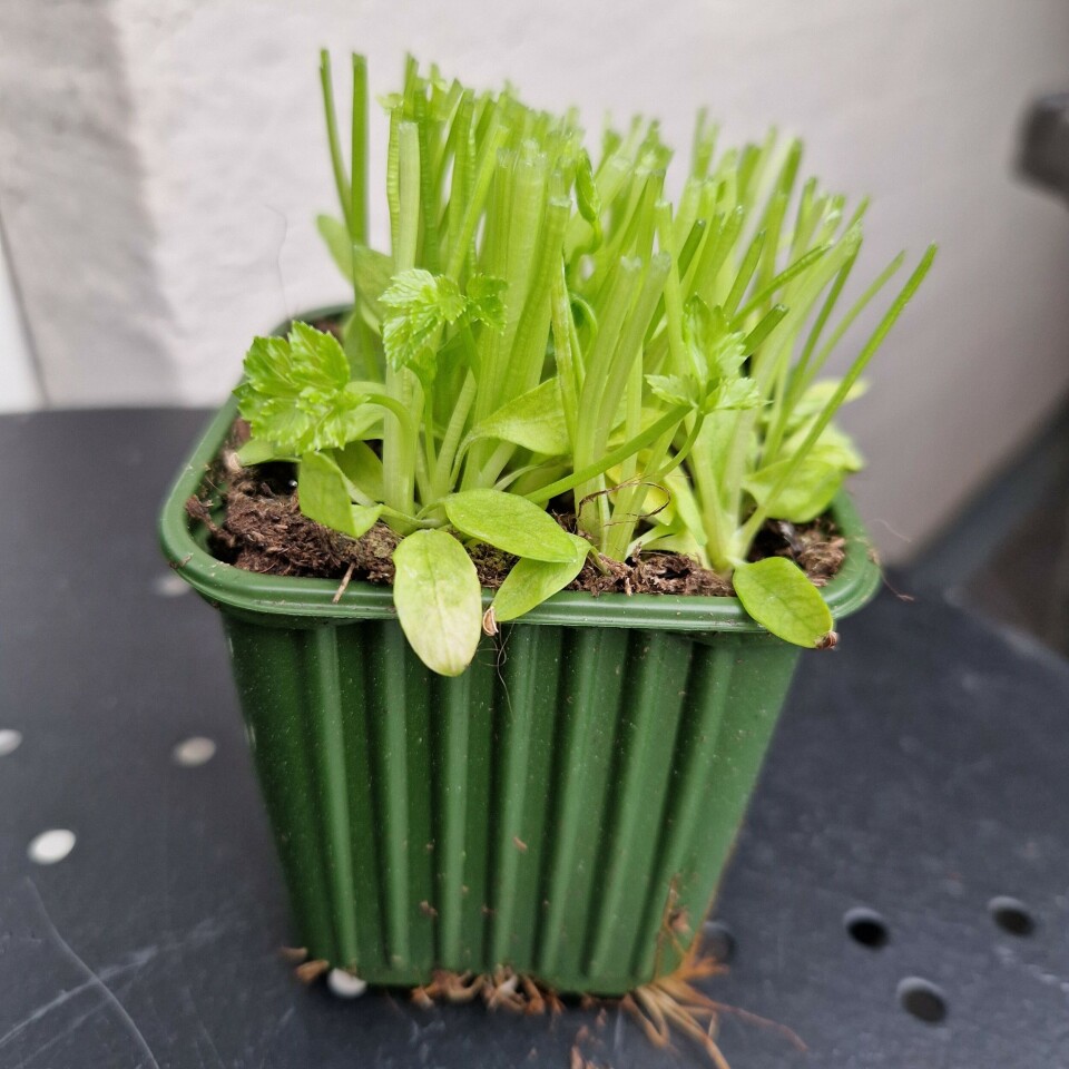 Også jorda i de små pottene med krydderurter fra butikken, kan brukes på nytt. Du blander den bare inn i annen jord. Om det er litt persille igjen, gjør det ingenting. Krydderplante som er brukt opp.