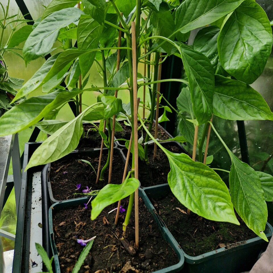 Jo større plante, jo mer gjødsel. Det gjelder også for paprikaplanter som skal produsere store frukter. (Paprikaplanter)