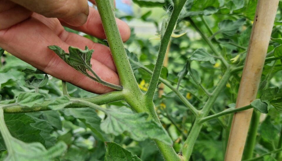 Knip av sideskuddene på tomatplantene, råder Trond Knapp Haraldsen. Sideskudd tomatplante.
