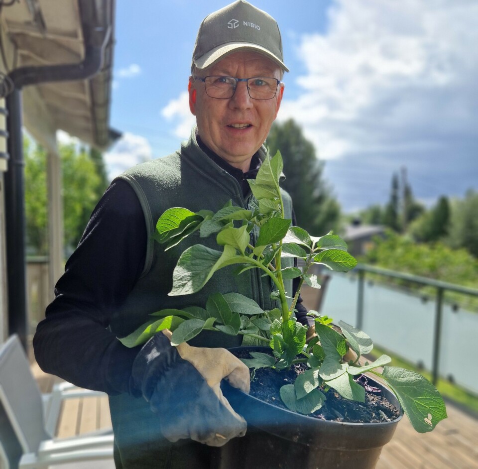 Trond Knapp Haraldsen dyrker poteter i potter. Han foretrekker sorter som kommer tidlig. – For det er da de er best og du har mye igjen for å dyrke det selv, sier han. Mann med potetplante i potte.