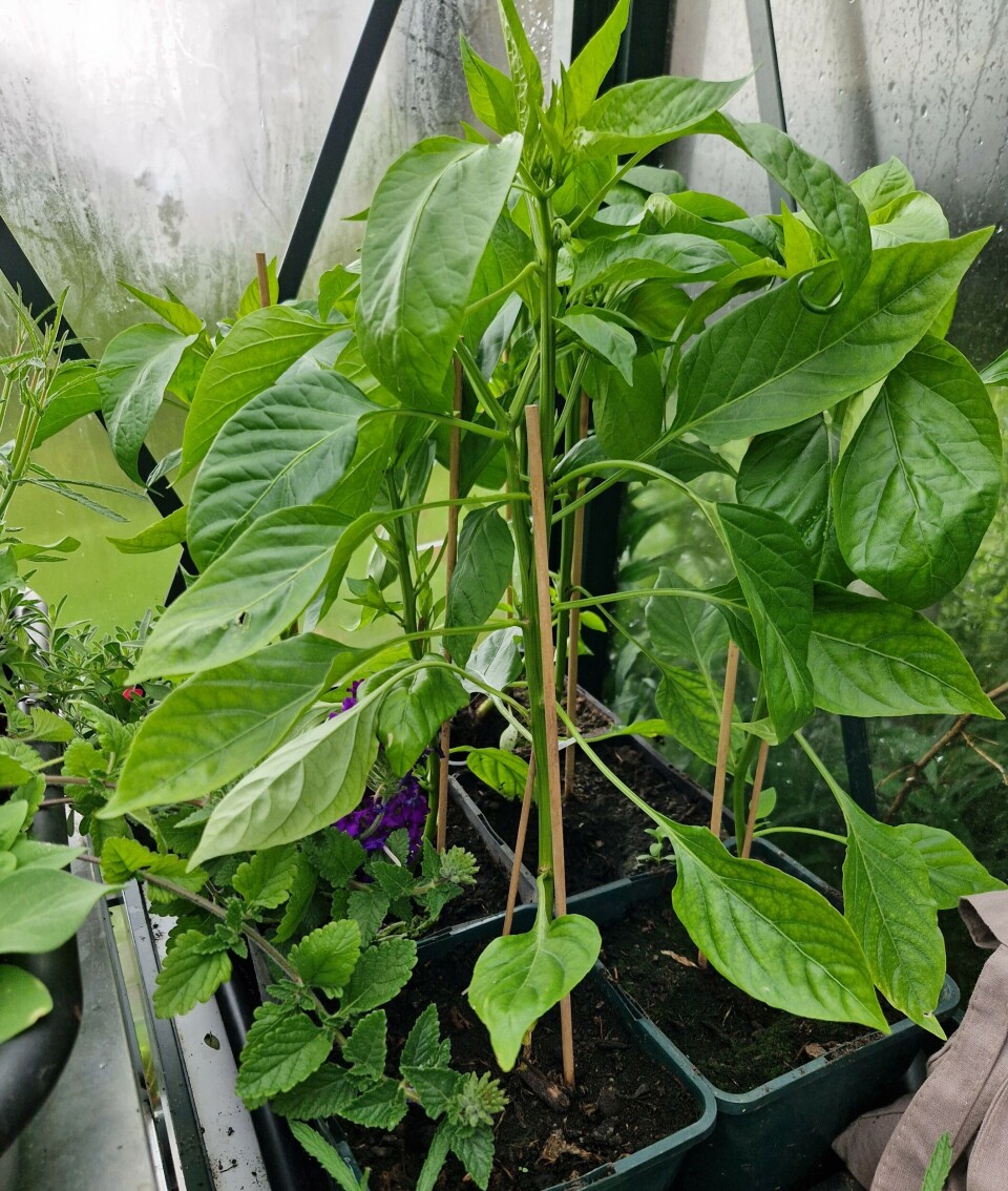Paprika vokser bra på balkongen. – Jeg har valgt søte spisspaprikaer. Disse plantene trenger godt med vann, for de skal produsere store frukter, sier Haraldsen. Paprikaplanter.