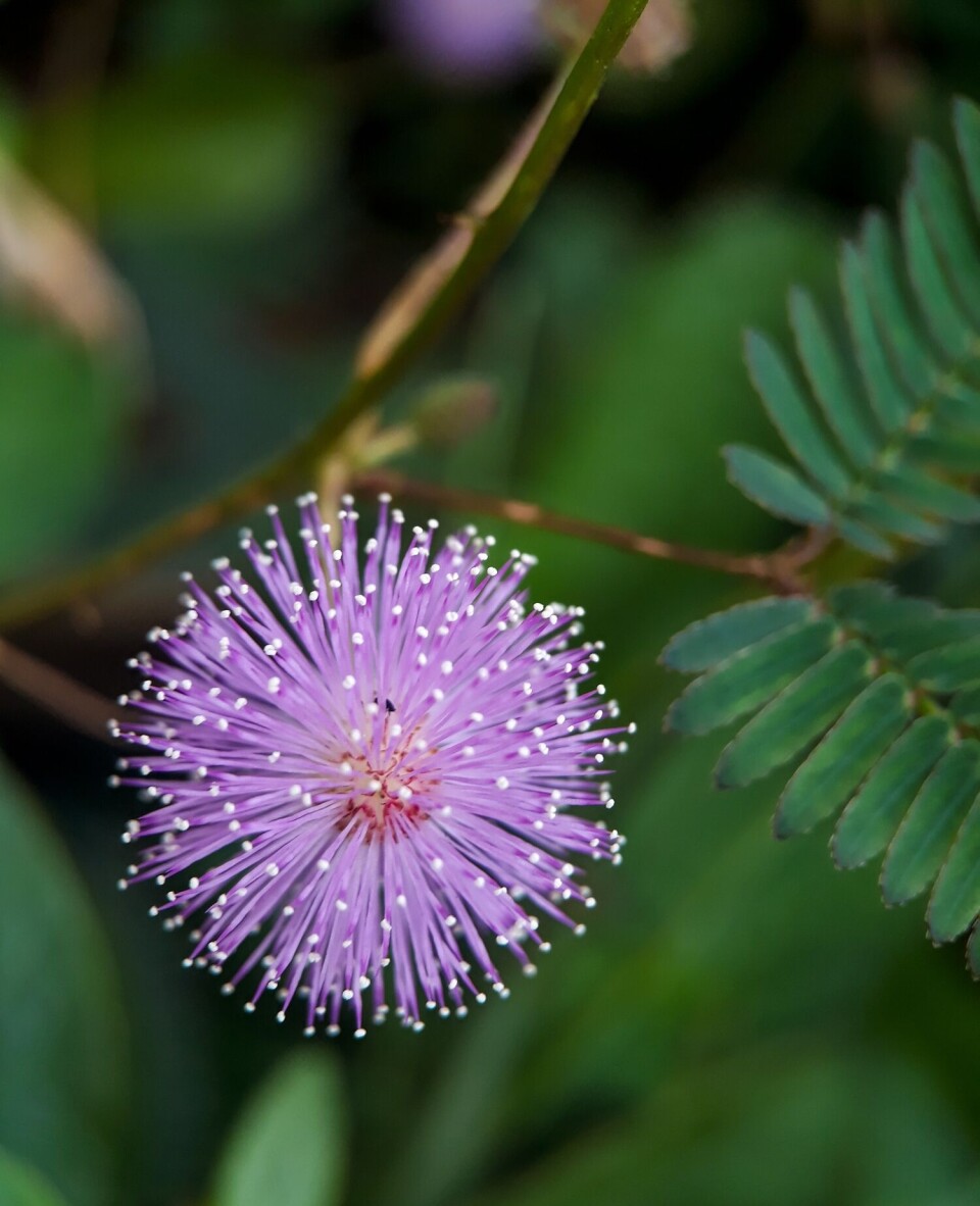 Mimosa-planten.