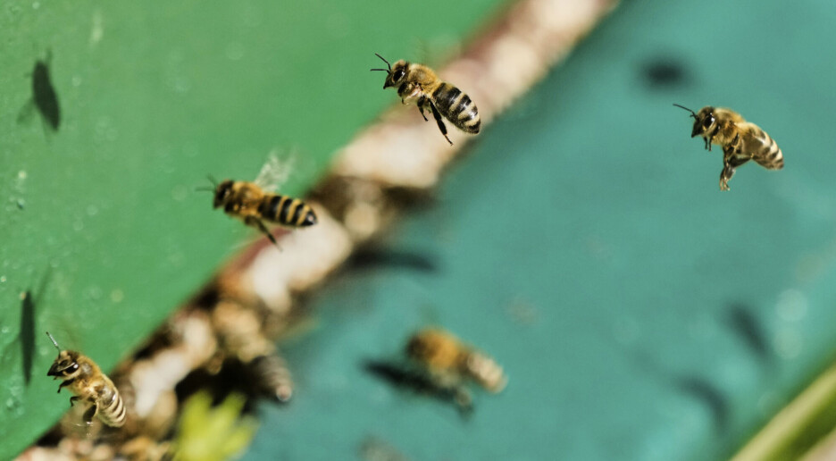 Presser honningbiene ut ville biearter?