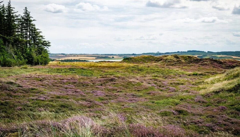 Lyng- og hedeområdene i den danske nasjonalparken Nasjonalpark Thy er et av stedene hvor honningbier og ville bier suger nektar og pollen fra de samme plantene.