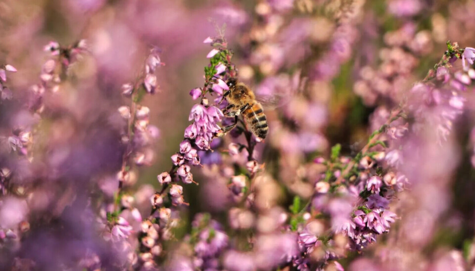 En honningbie bestøver en lyngblomst.
