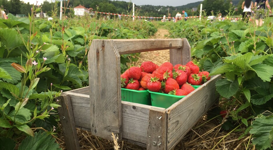 Norge har rykte som arbeidsparadis. Hva med de som plukker jordbærene våre?