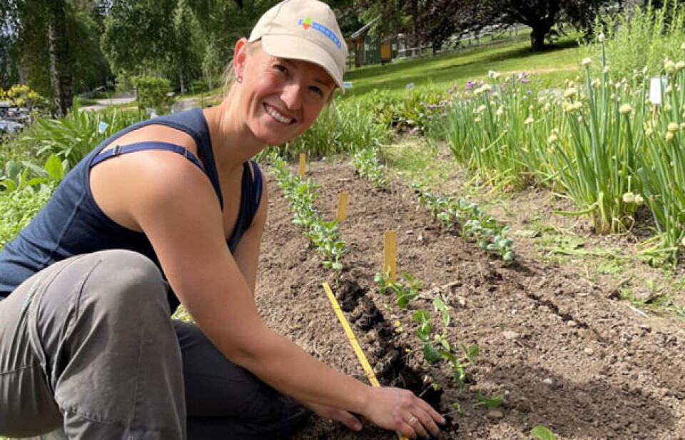 Anniken Fure Stensrud er rådgiver i NORSØK og ansvarlig for prosjektet proteinhagen som har testet potensialet for å bli selvforsynt med plantebaserte proteiner ved å dyrke bønner.