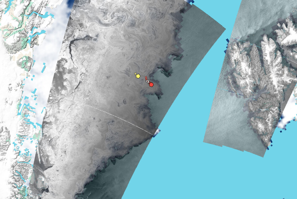 Kartet viser isforholdene øst for Grønland 8. februar, basert på satellittradardata (SAR). De røde og gule markørene viser driften til to isbøyer. Den røde bøyen registrerte en bølgehøyde på 4,4 meter. Dataene og kartet kan utforskes her.