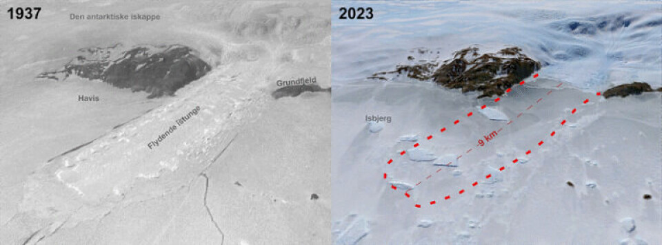 Flyfoto av Honnørbrygga bre i Lützow-Holm Bay i 1937 sammenlignet med et moderne Landsat satellittbilde fra 2023. Den ni kilometer lange flytende istungen, som ses på bildet fra 1937, forsvant på slutten av 1950-årene og har ikke vokst ut igjen.