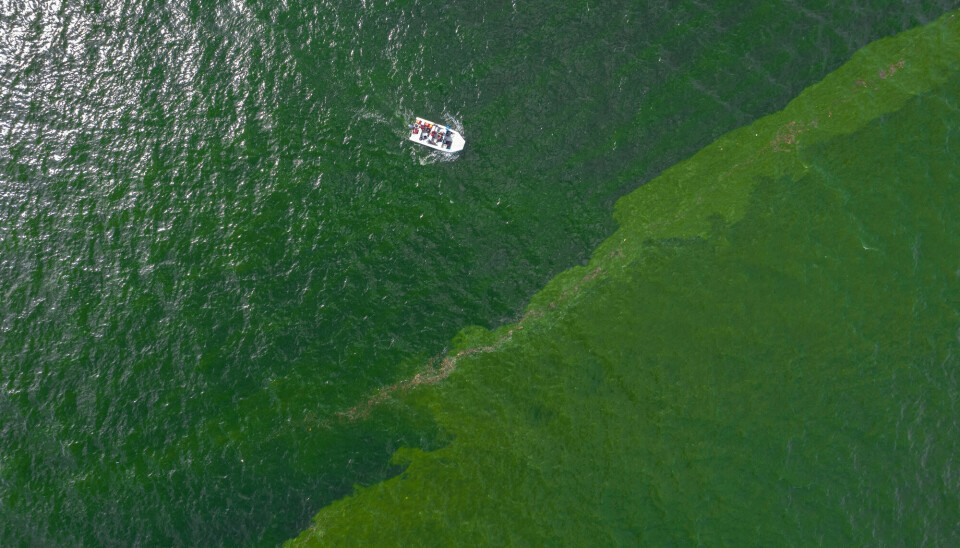 Så grønt kan vannet bli med for mye plankton, som på bilde tatt i Thailand. Dronebilde av grønt hav, og en hvit båt som driver over det.