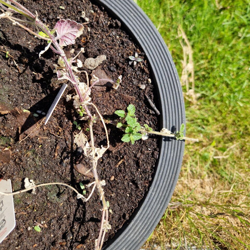Denne verbenaen ble angrepet av larver som spiste på røttene, men det er fortsatt liv i potta. – Den kommer som en kule. Det er bare å klippe bort det døde, sier Trond Knapp Haraldsen. Død plante med grønt skudd i potte.