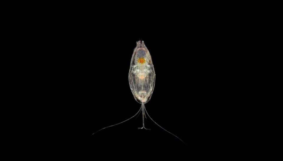 Slik kan plankton se ut under et mikroskop. Plankton under mirkoskop.