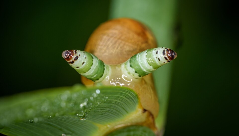 Denne sneglen ser ganske festlig ut. I virkeligheten har noen andre tatt kontroll over den.