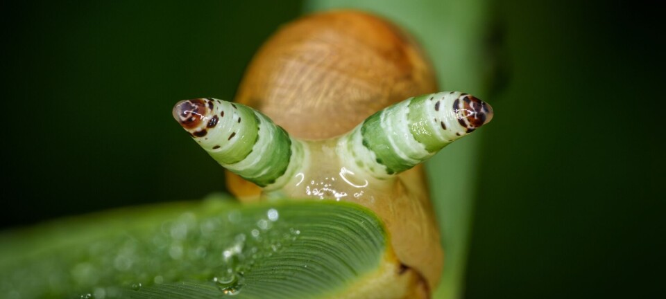 Slik kan bitte små kryp ta kontroll over mye større dyr