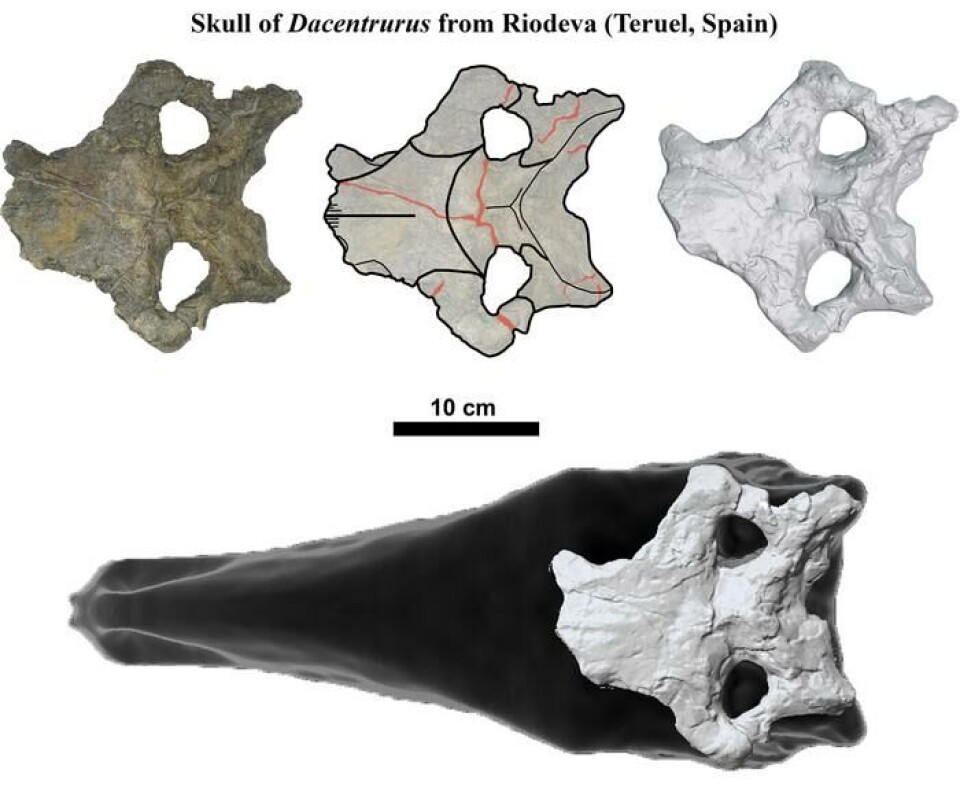 Denne delen av hodeskallen mener paleontologene å ha funnet fra D. armatus.