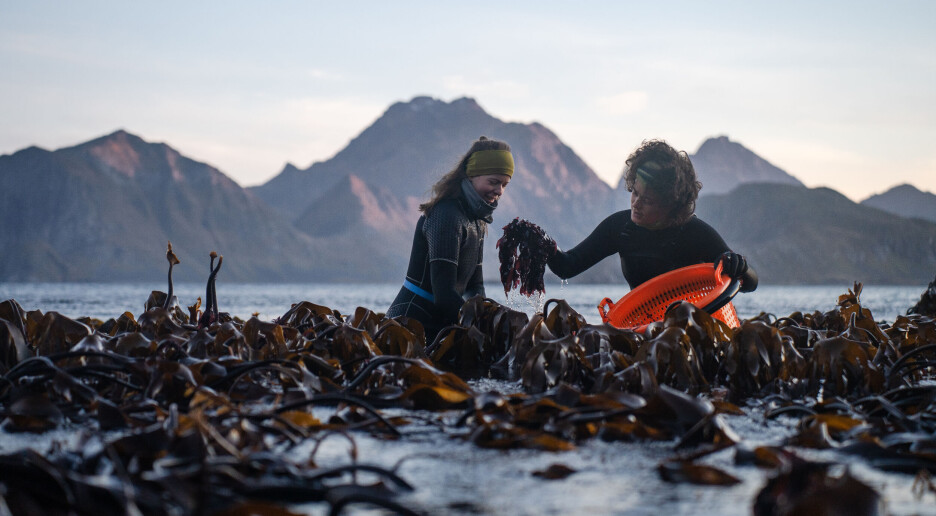 Kan «Made in Arctic» gi mer og bedre mat i nord?