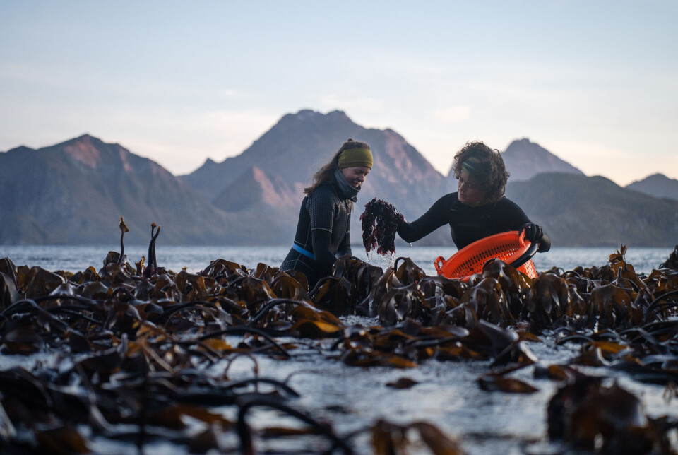 Firmaet Lofoten Seaweed lager mat fra arkiske råvarer. Her håndplukkes rødalgen søl i Nappstraumen.